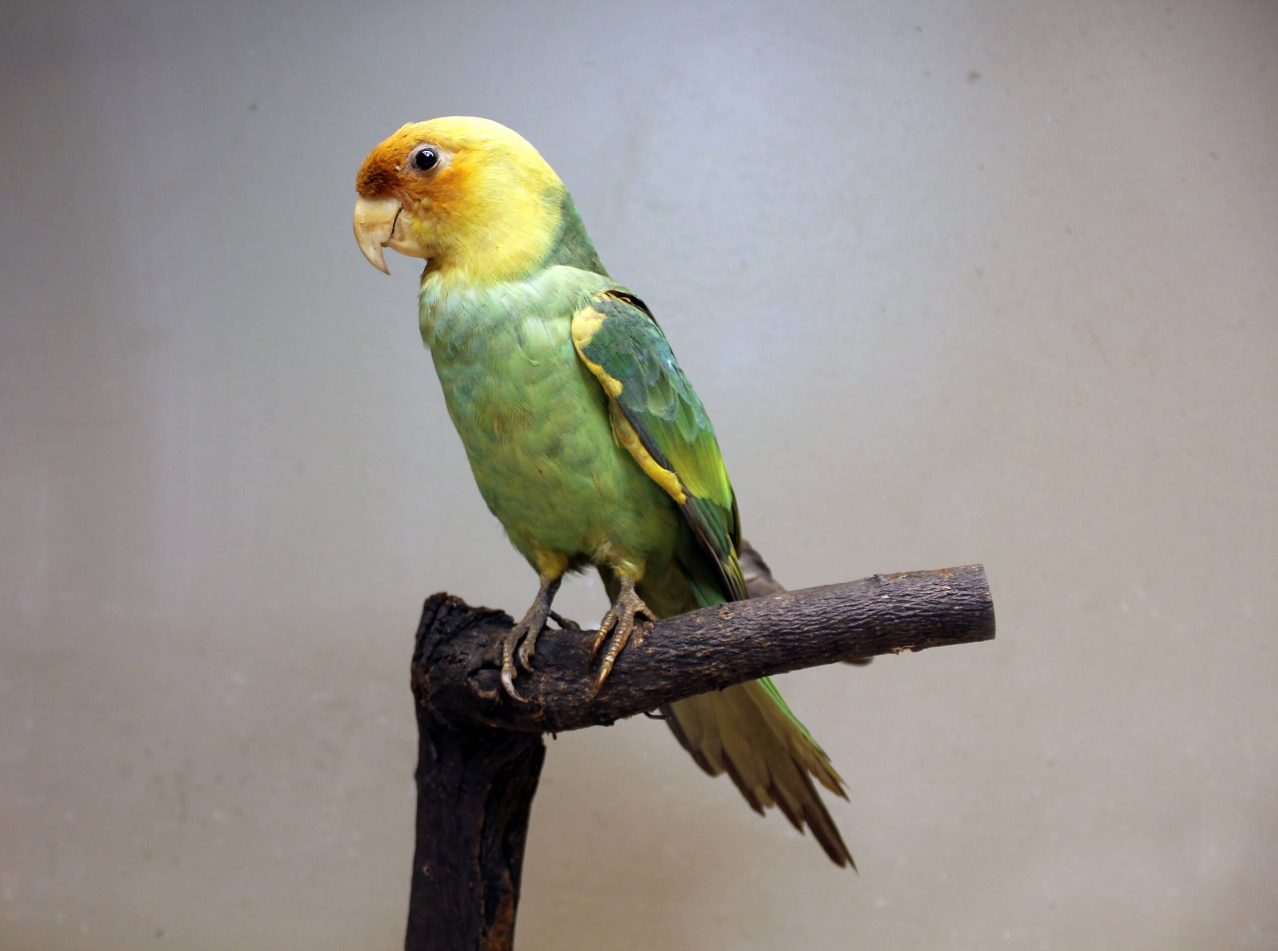 Carolina parakeet body plan reference image