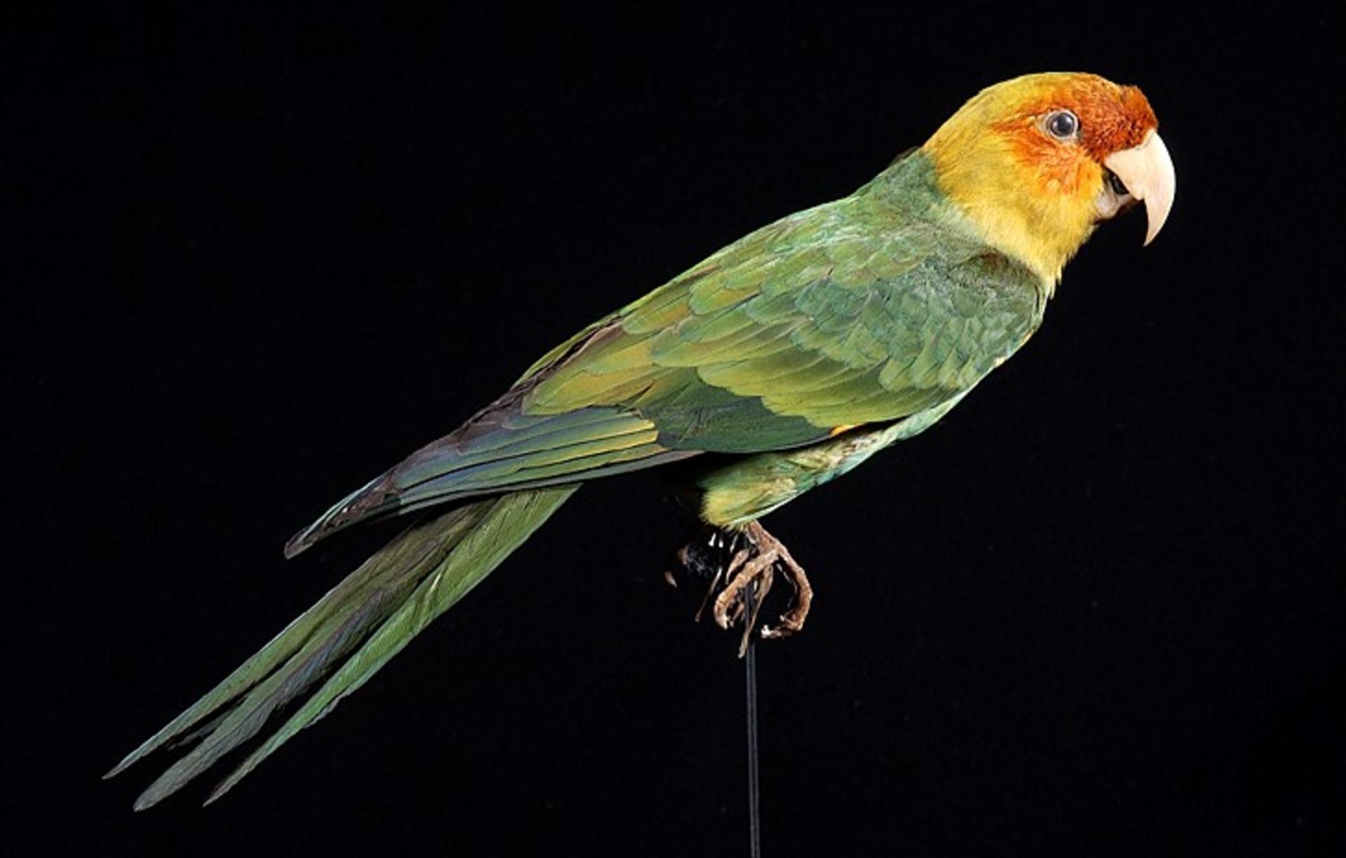 Historical Carolina parakeet image showing green body, yellow head, and orange facial coloration