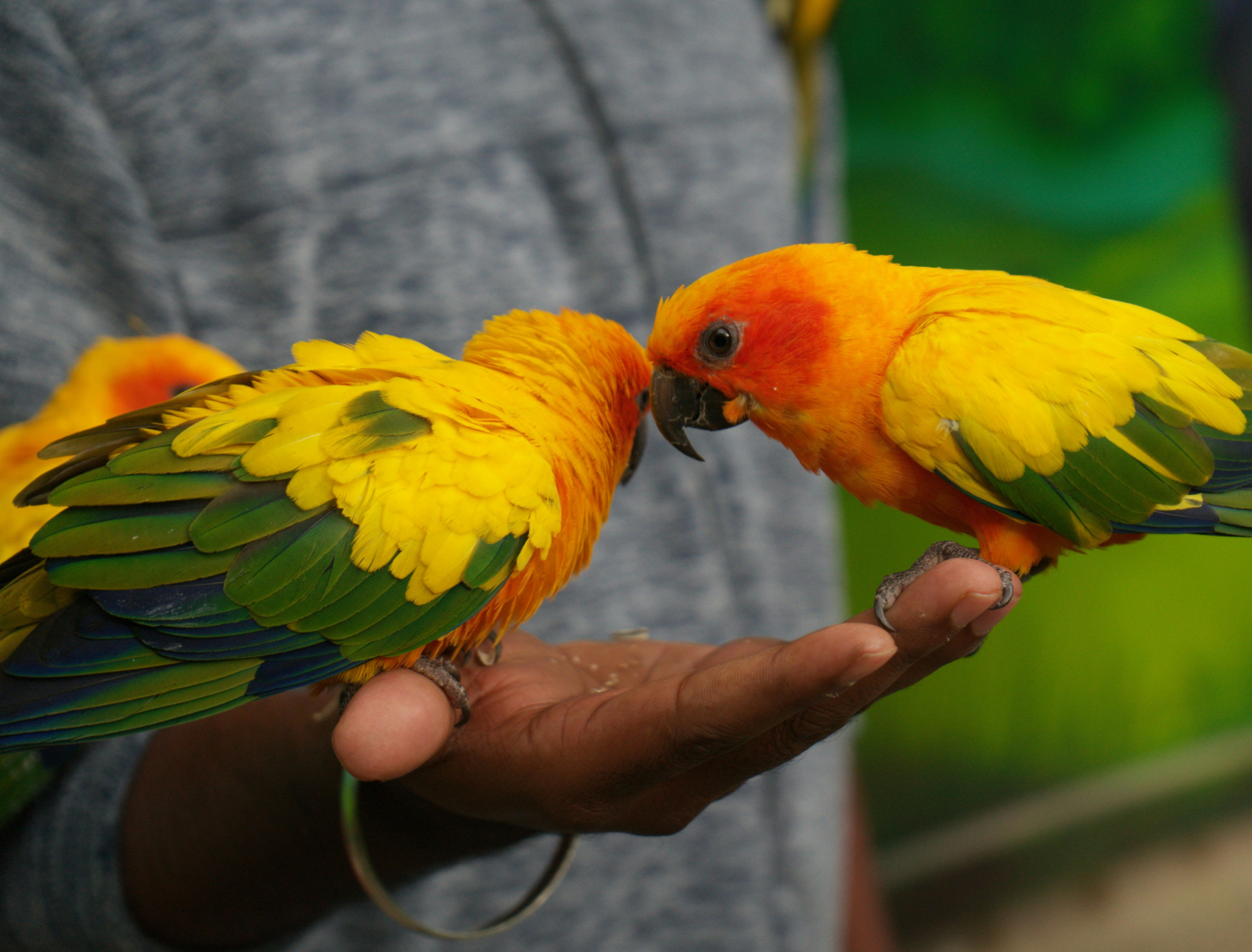 Sun Conure